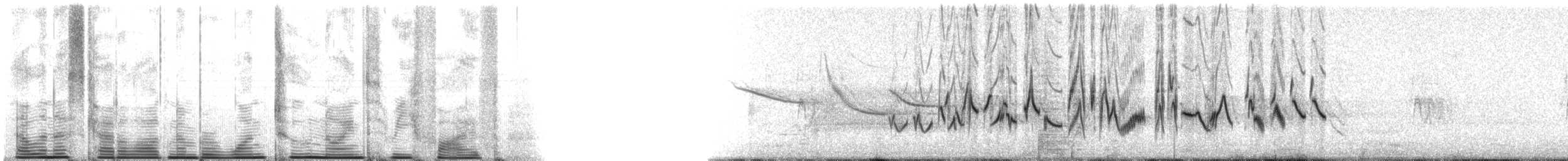 Amerika Çütresi (purpureus) - ML12935