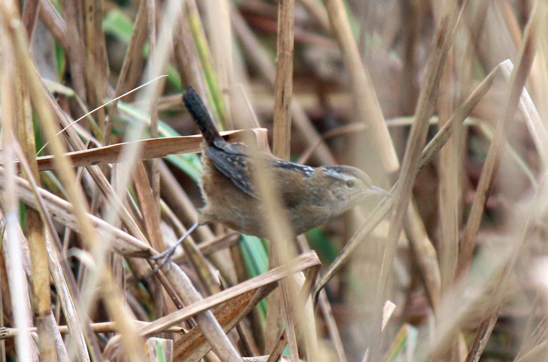 Marsh Wren - ML129350281