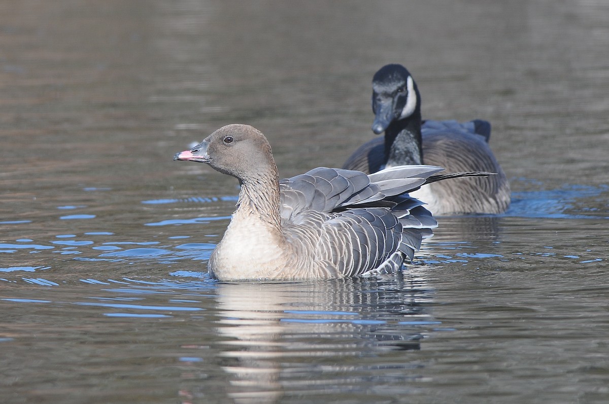 Pink-footed Goose - ML129351011