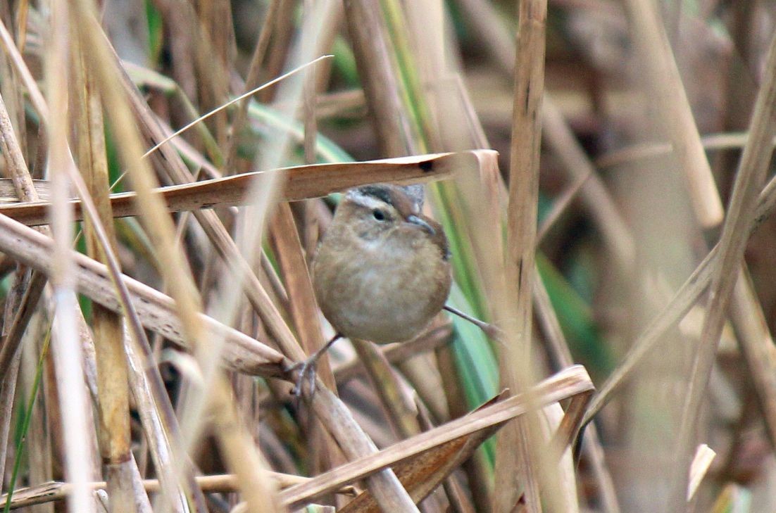 Marsh Wren - ML129351071