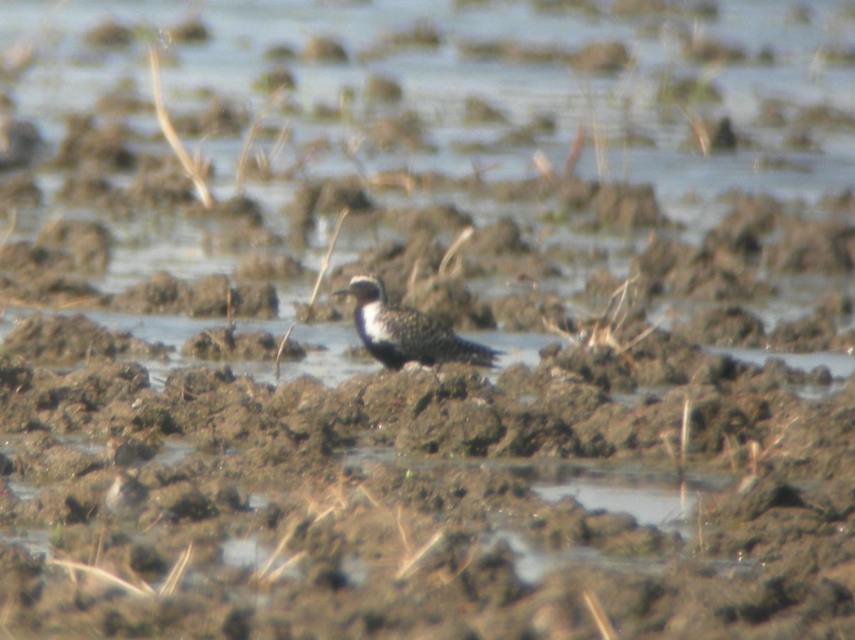 American Golden-Plover - ML129351951