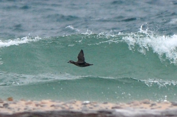 Harlequin Duck - Cory Gregory