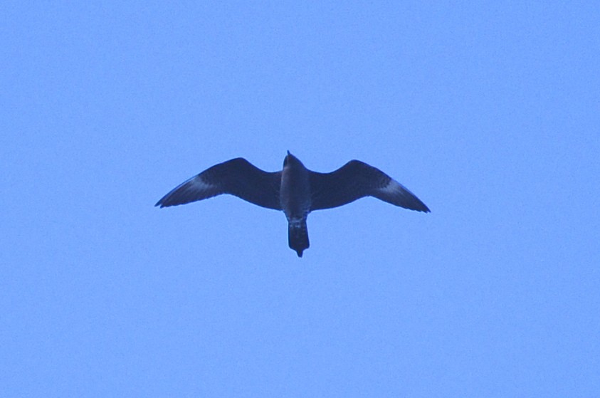 Long-tailed Jaeger - ML129352361