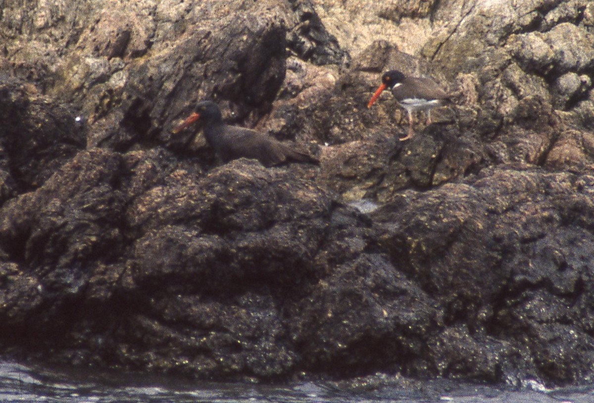 Blackish Oystercatcher - ML129352521