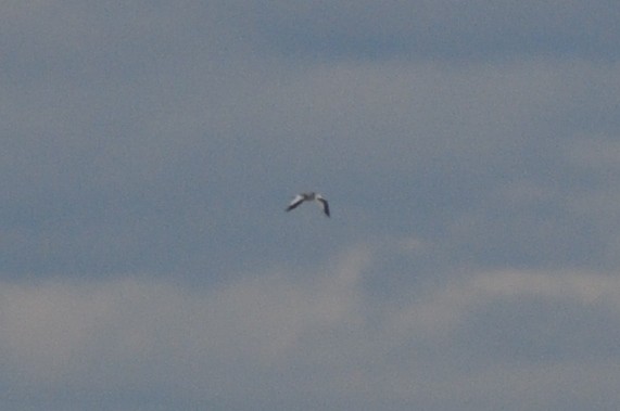 Sabine's Gull - ML129352631