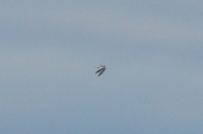 Sabine's Gull - ML129352641