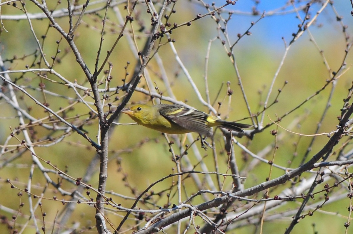 Western Tanager - ML129353171