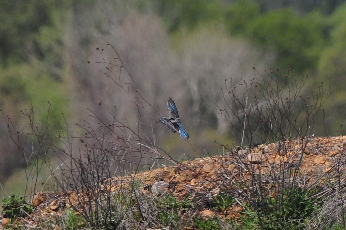 Mountain Bluebird - ML129353421