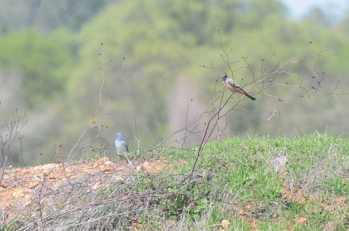 Mountain Bluebird - ML129353431