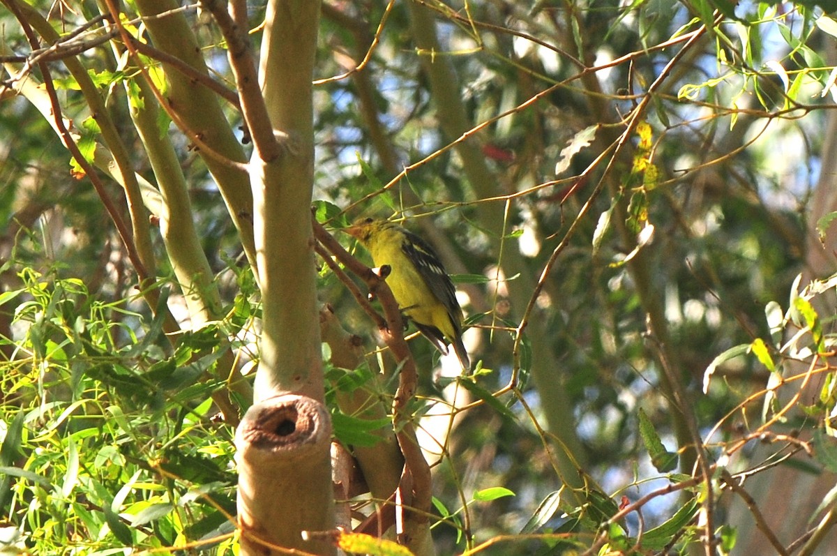 Western Tanager - Cory Gregory