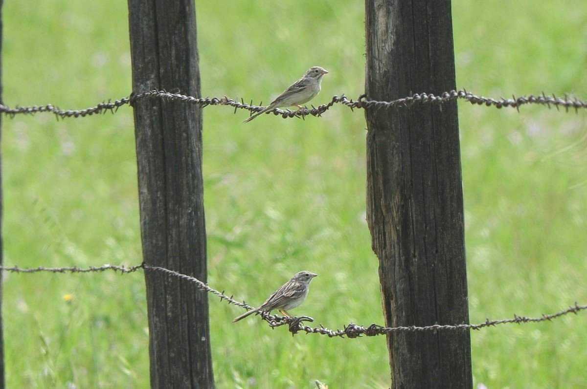 Brewer's Sparrow - Cory Gregory