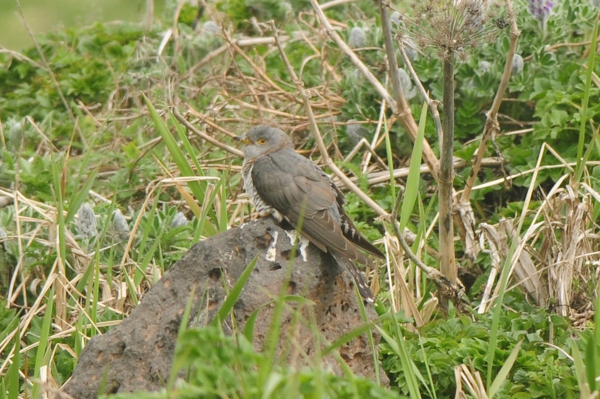 Oriental Cuckoo - Cory Gregory