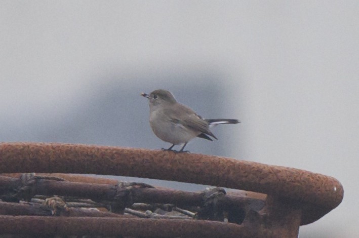 Taiga Flycatcher - ML129355841