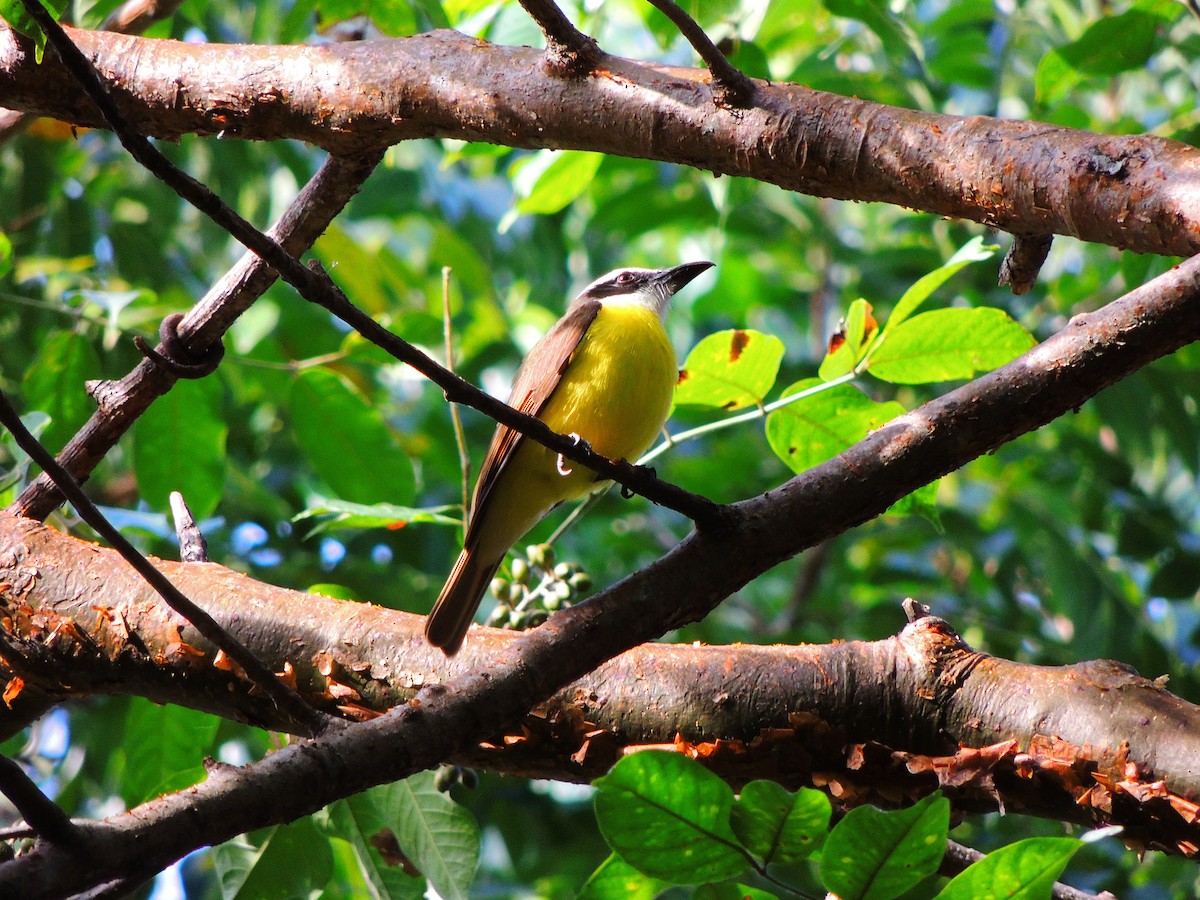 Great Kiskadee - ML129356431