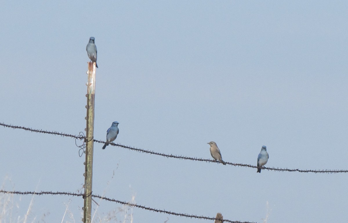 Mountain Bluebird - ML129356531