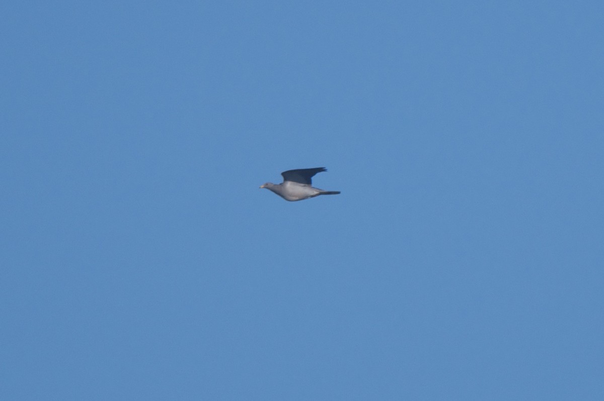 Полосатохвостый голубь - ML129356851