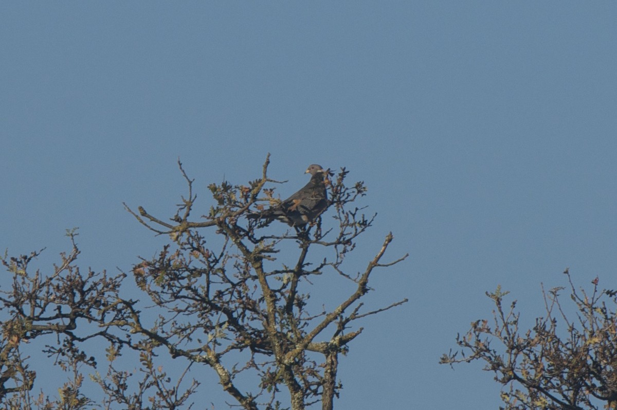 Band-tailed Pigeon - Cory Gregory