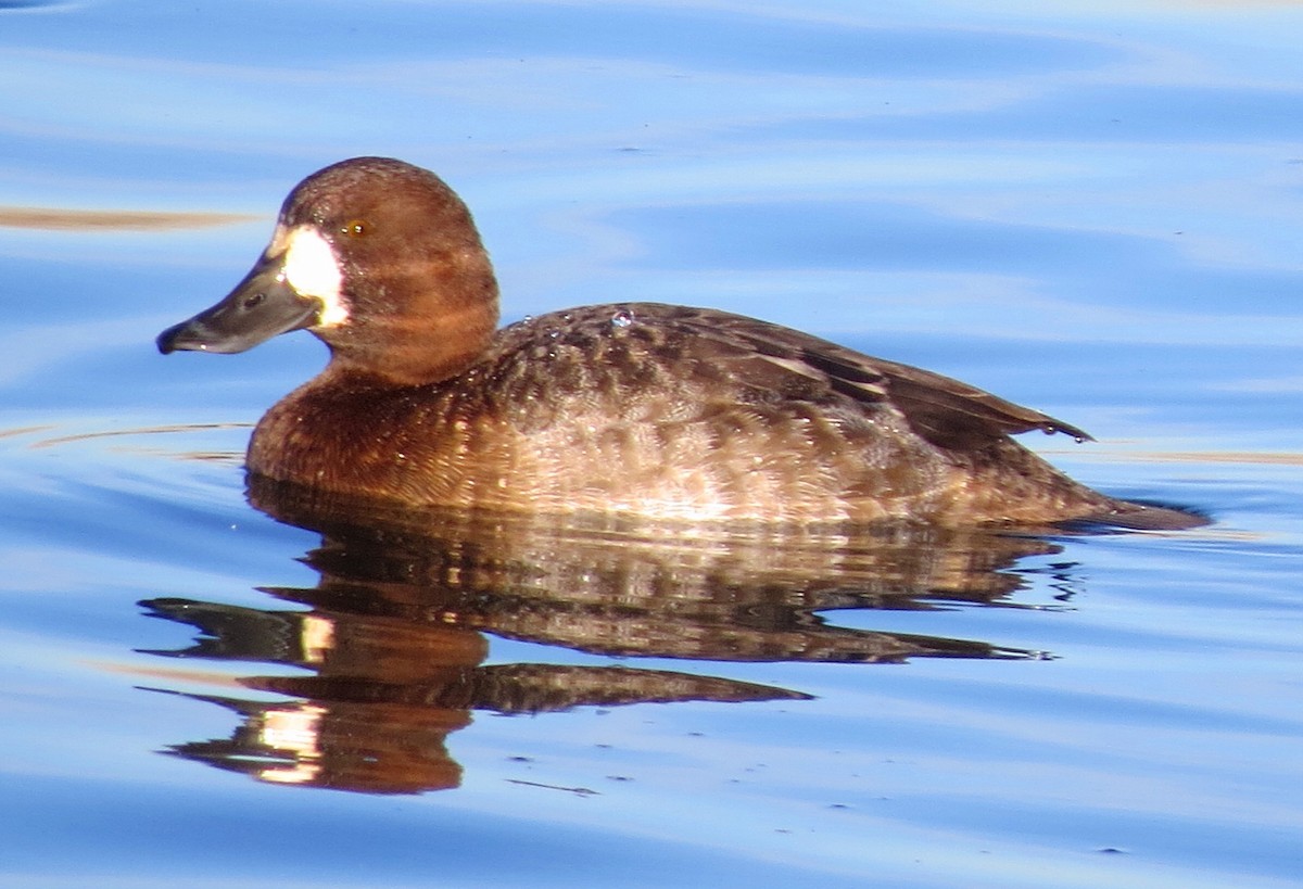 Greater Scaup - ML129357091