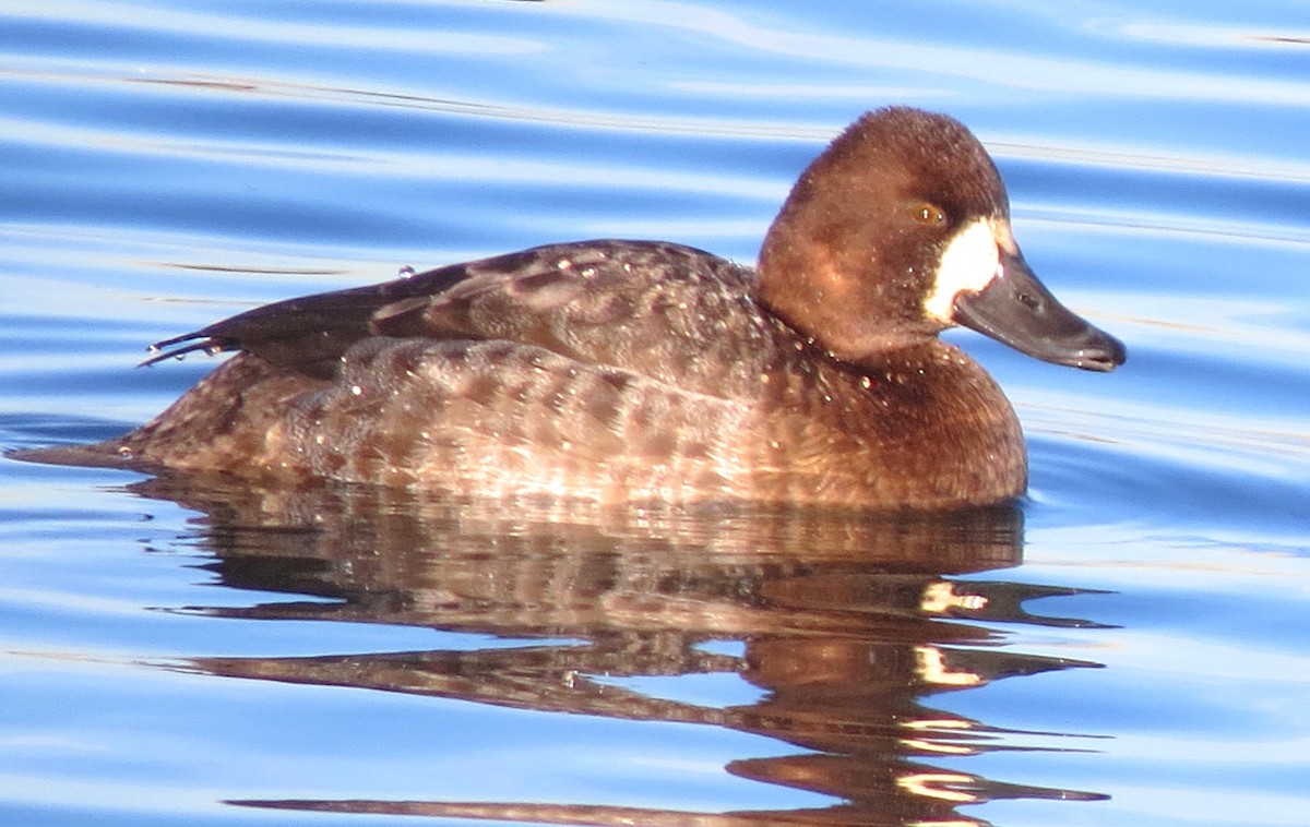 Greater Scaup - ML129357101