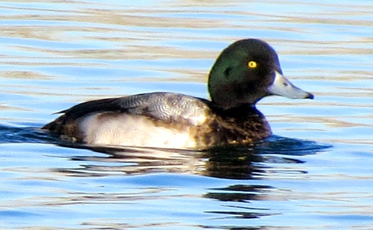Greater Scaup - ML129357131