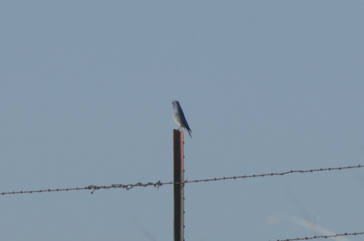 Mountain Bluebird - ML129357151