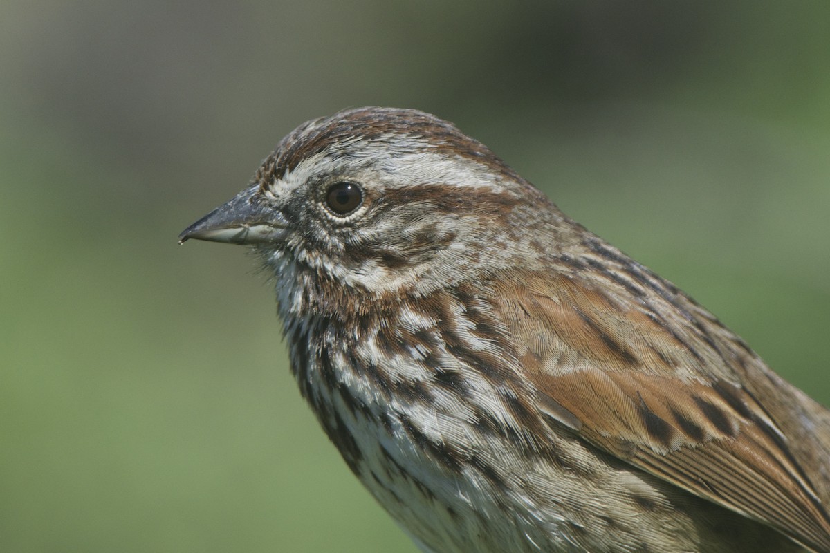 Song Sparrow - Cory Gregory