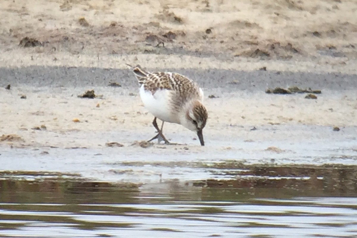 Semipalmated Sandpiper - ML129359571