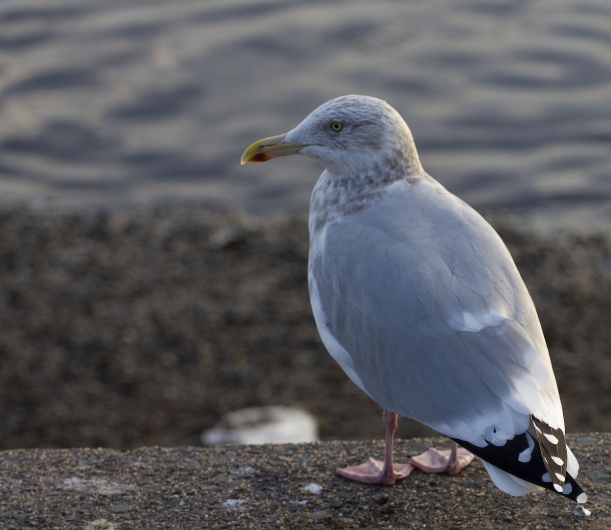 Herring Gull - ML129359981