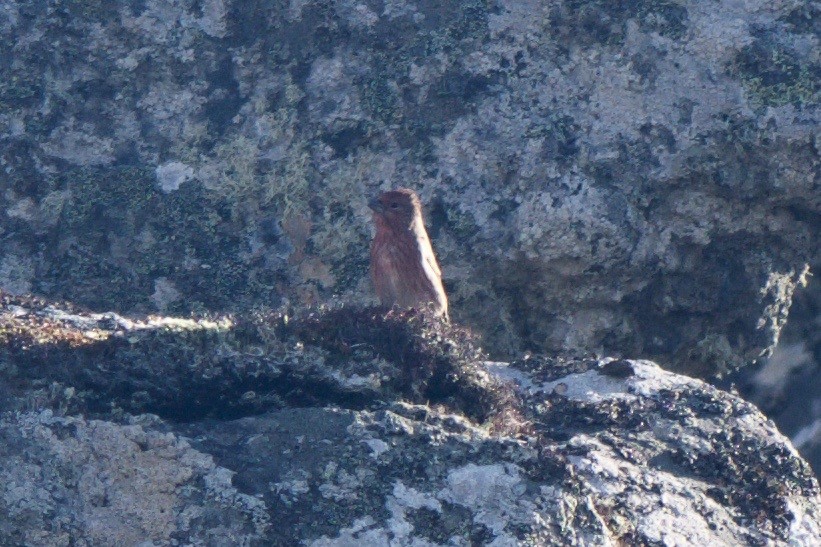 Pallas's Rosefinch - Cory Gregory