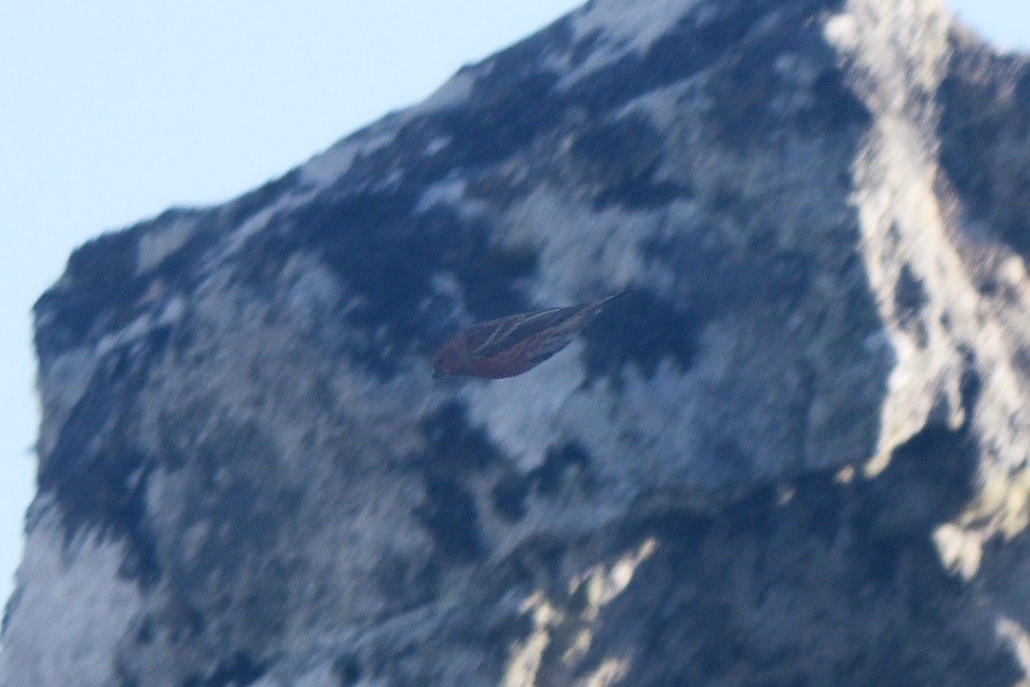 Pallas's Rosefinch - Cory Gregory