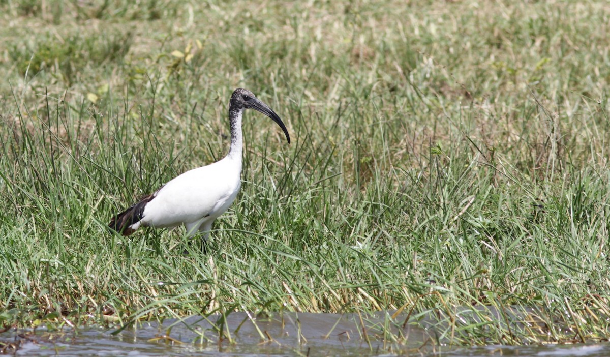 African Sacred Ibis - ML129361321