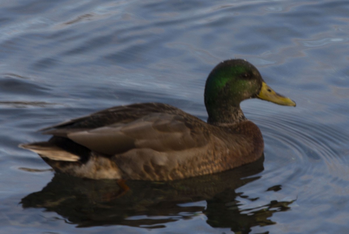 Mallard x American Black Duck (hybrid) - ML129362231