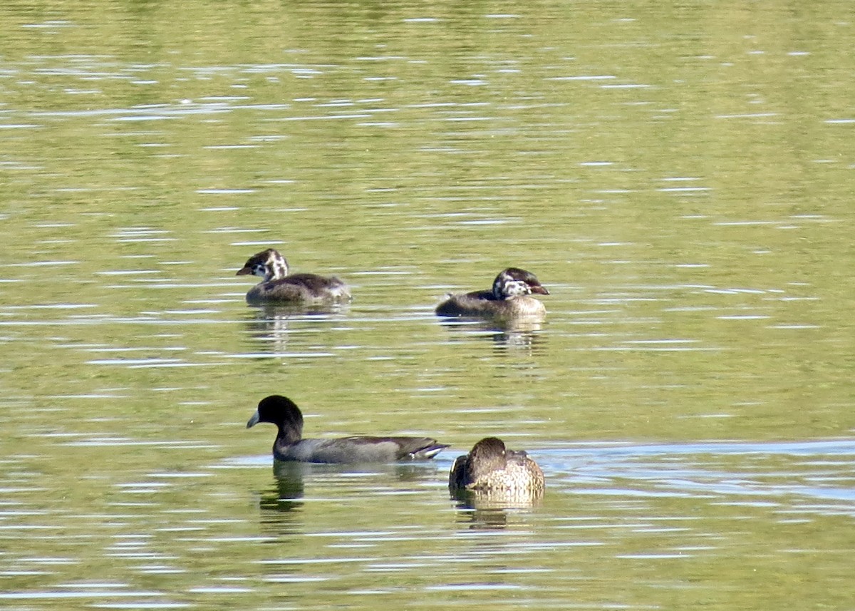 Pied-billed Grebe - ML129362411