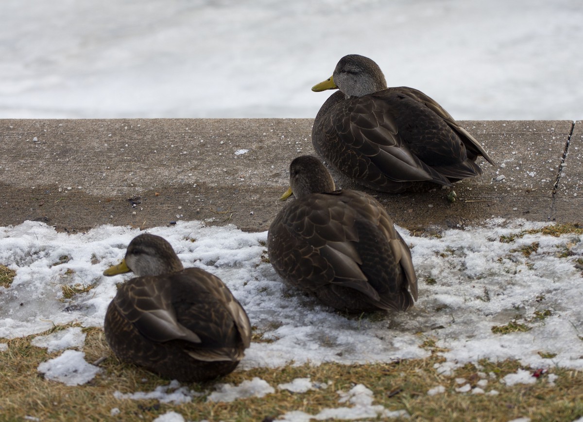 American Black Duck - Andrew Sibbald