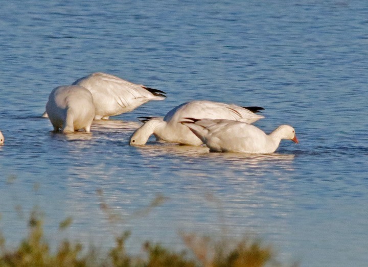 אווז קנדי - ML129365191