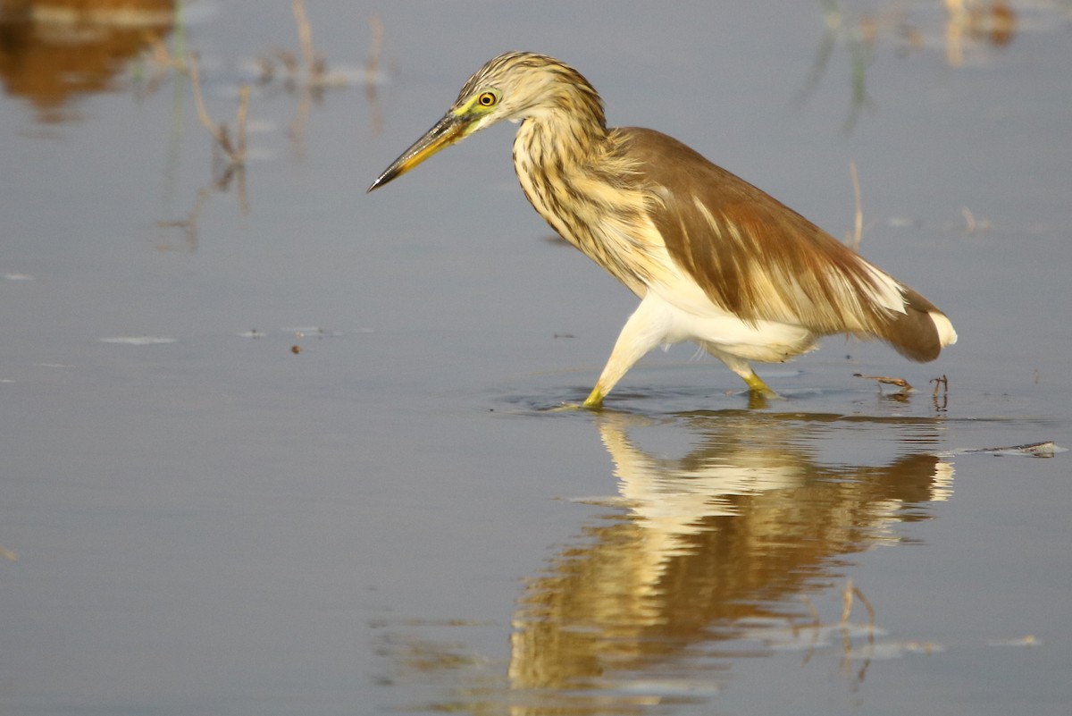 Indian Pond-Heron - ML129365431