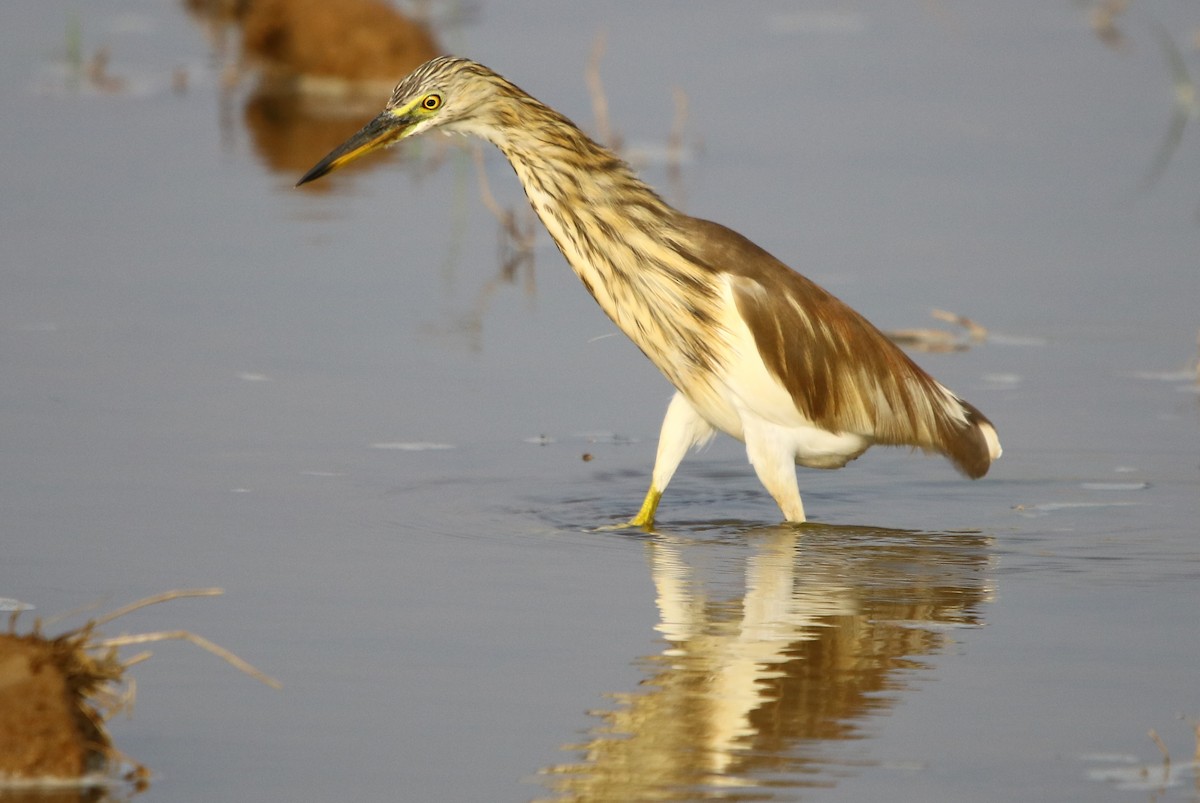 Indian Pond-Heron - ML129365441