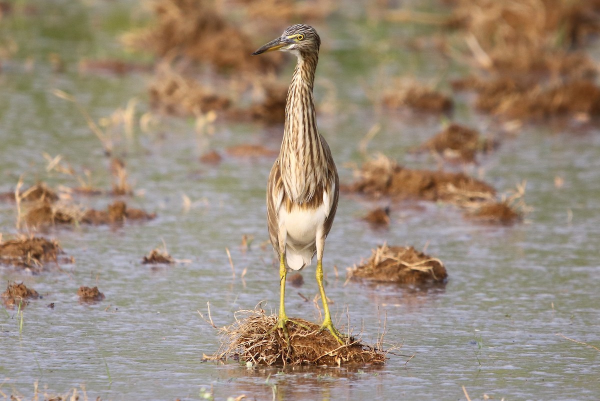 Indian Pond-Heron - ML129365451