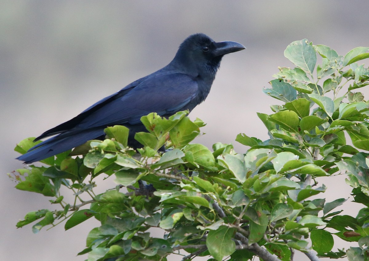 Large-billed Crow - ML129365821
