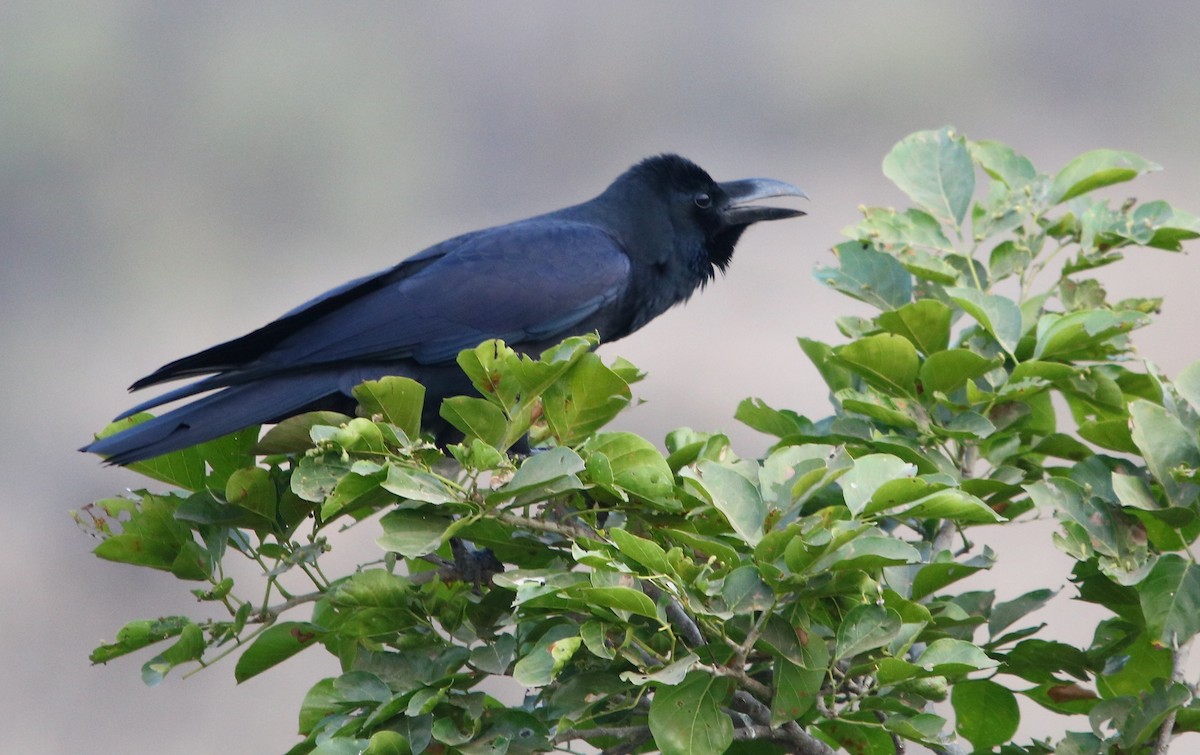 Large-billed Crow - ML129365841