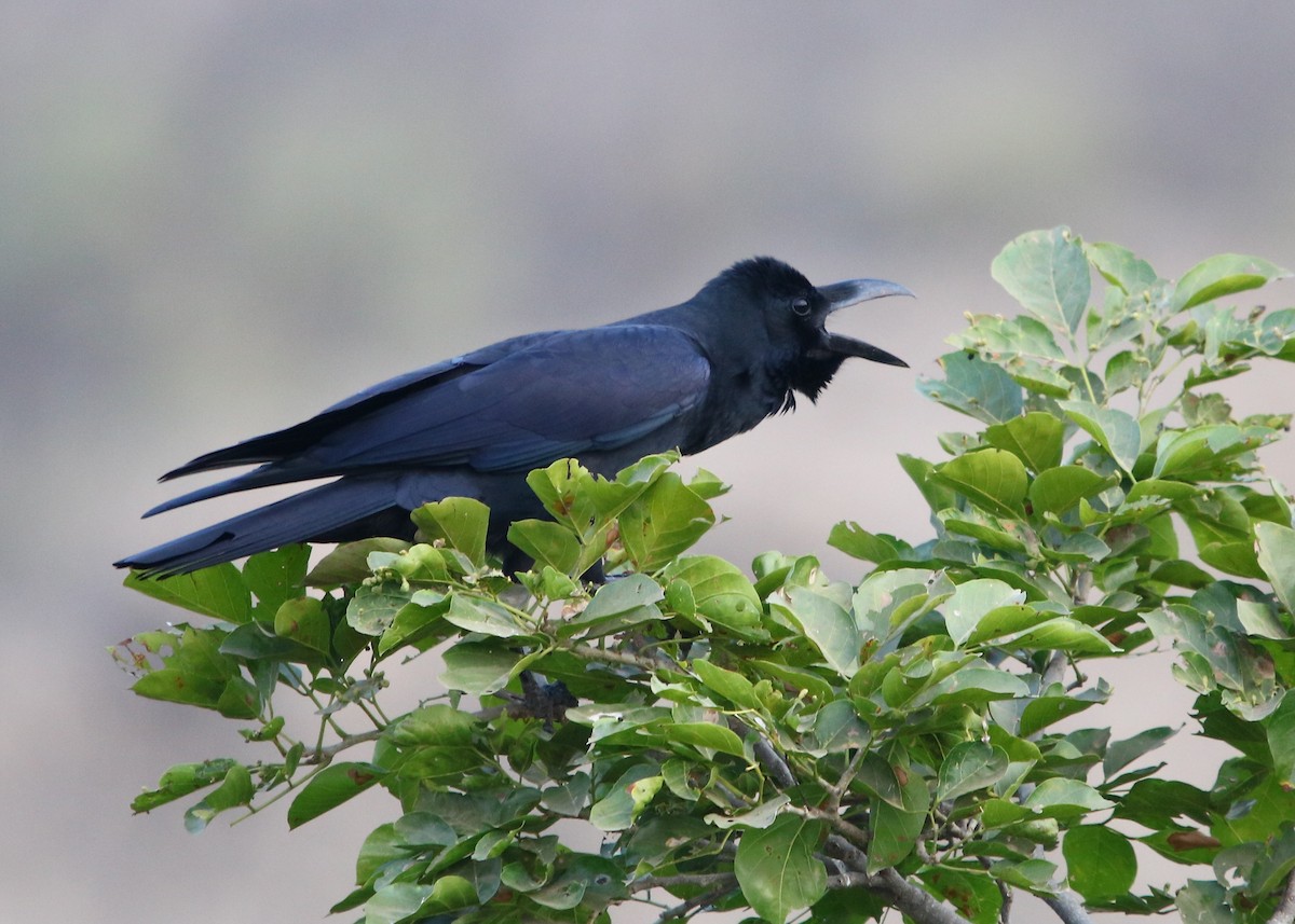 Large-billed Crow - ML129365851