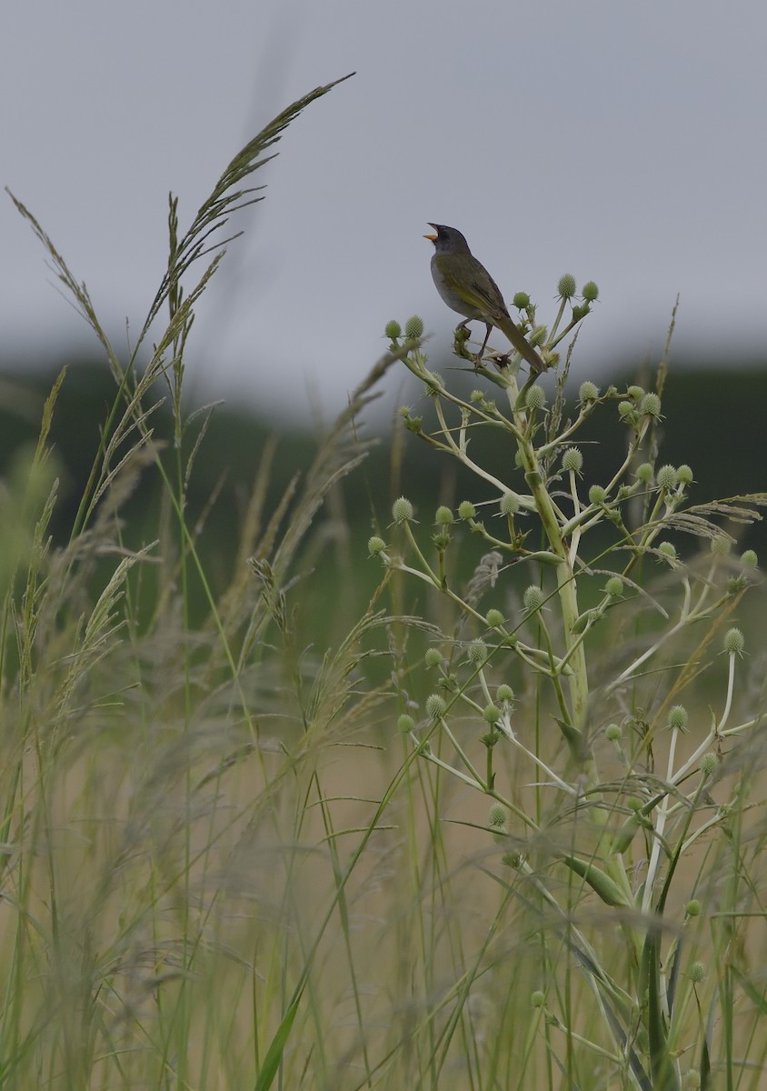 Great Pampa-Finch - ML129367141