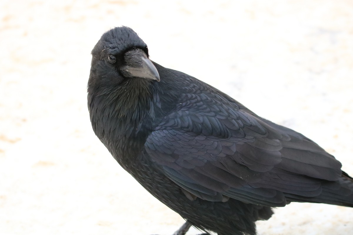 Common Raven - Plamen Peychev