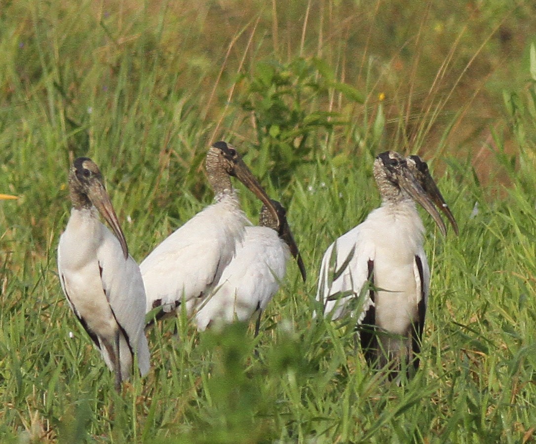 Wood Stork - Larry Sirvio