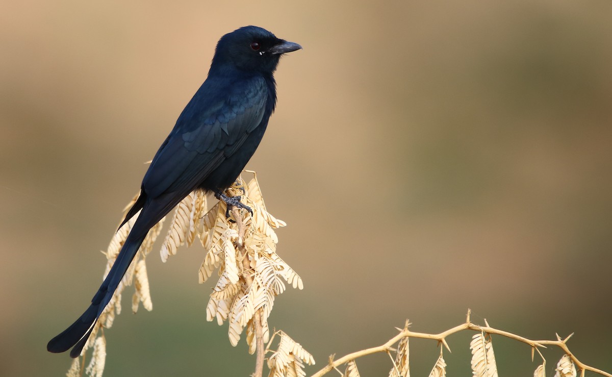 Black Drongo - ML129368481