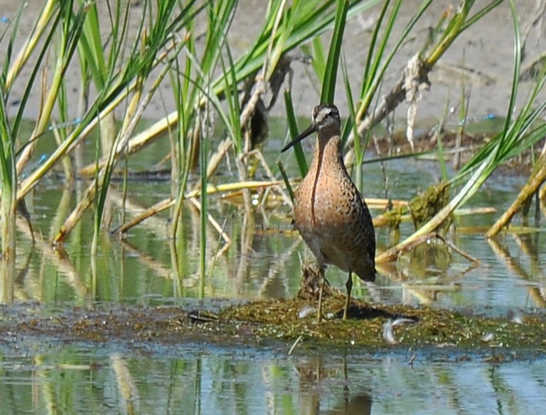 Short-billed Dowitcher (hendersoni) - ML129369261