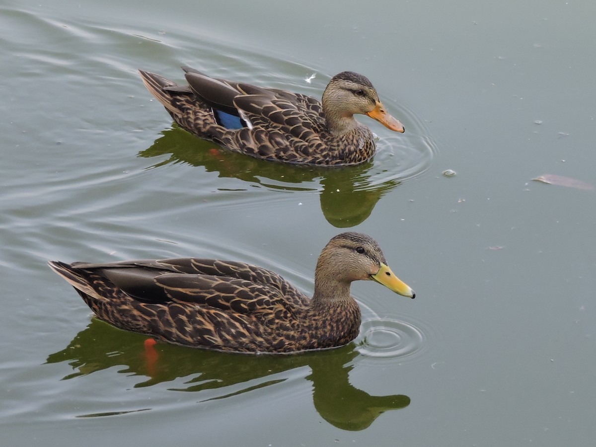 Canard du Mexique - ML129370201