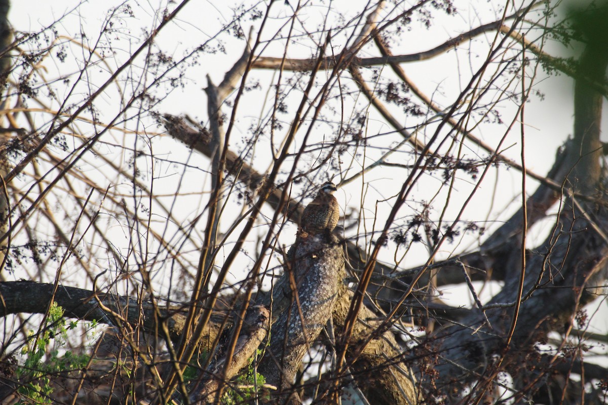 Northern Bobwhite - ML129370301