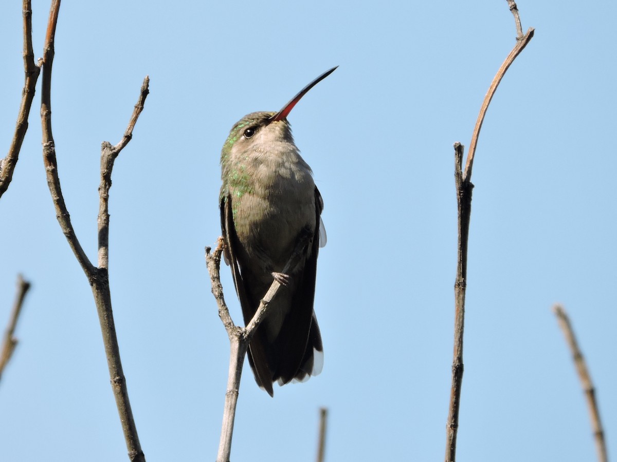 Colibrí Piquiancho Común - ML129370621