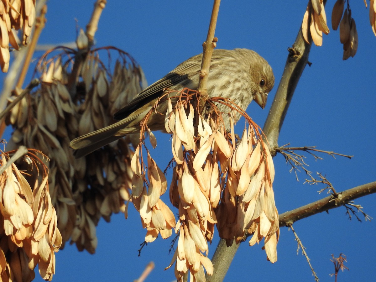 House Finch - ML129370651